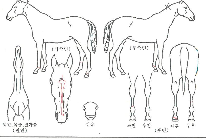 ¾Æ¸£°í¸á·ÎµðÀÇ Ãø¸é,¿ì¸é,µÞ¸é,µÎ»ó,´Ù¸®ÀÇ Æ¯Â¡µµÇØ