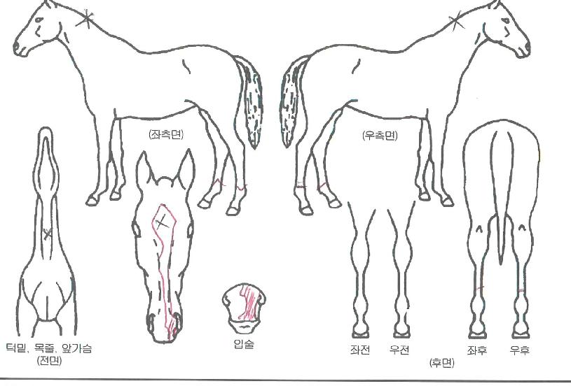 Ç㸮ÄÉÀκ£ÀÌÀÇ Ãø¸é,¿ì¸é,µÞ¸é,µÎ»ó,´Ù¸®ÀÇ Æ¯Â¡µµÇØ