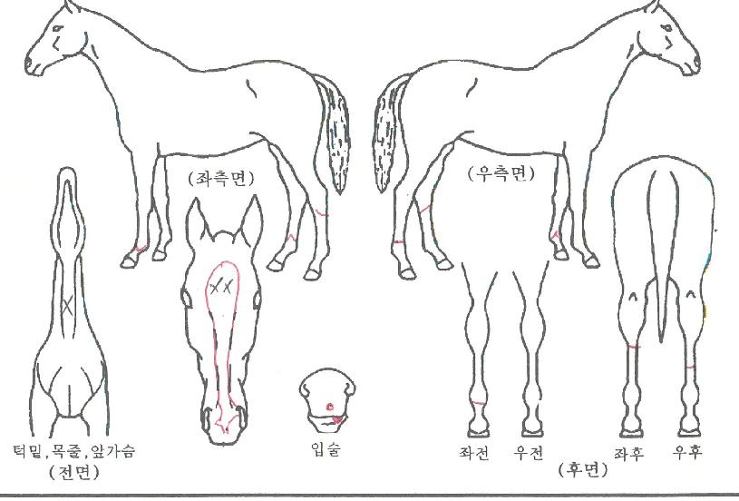 ���Ʈ������ ����,���,�޸�,�λ�,�ٸ��� Ư¡����