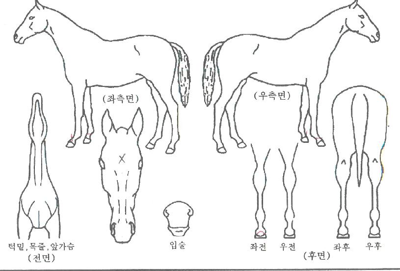 ´ºÆ®·»µåÀÇ Ãø¸é,¿ì¸é,µÞ¸é,µÎ»ó,´Ù¸®ÀÇ Æ¯Â¡µµÇØ