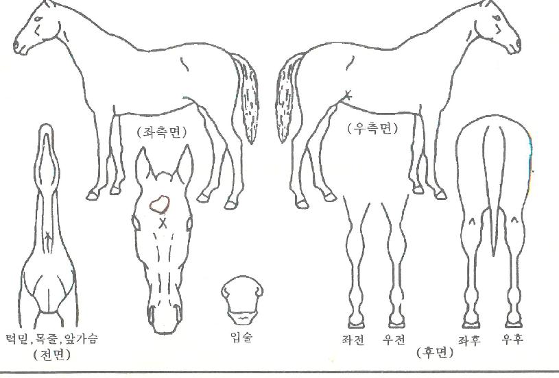 ¿¢½º¹êµåÀÇ Ãø¸é,¿ì¸é,µÞ¸é,µÎ»ó,´Ù¸®ÀÇ Æ¯Â¡µµÇØ