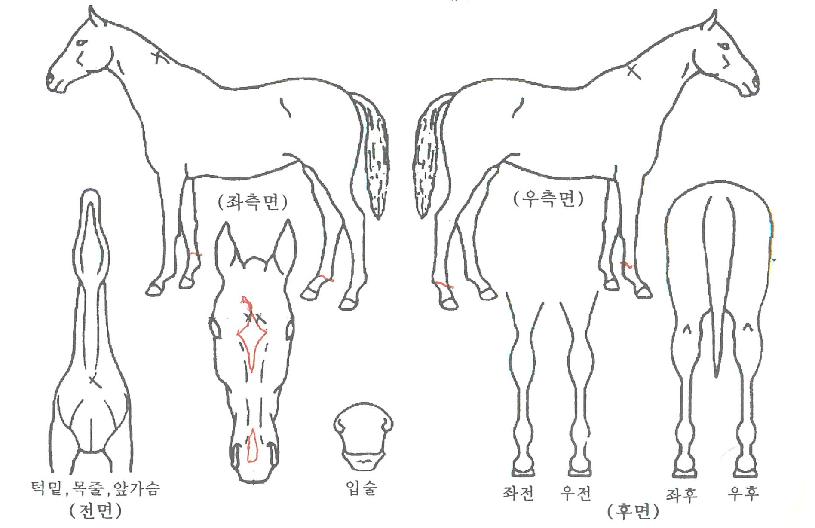 ºê¶óÀÌÆ®½ºÅ¸ÀÇ Ãø¸é,¿ì¸é,µÞ¸é,µÎ»ó,´Ù¸®ÀÇ Æ¯Â¡µµÇØ