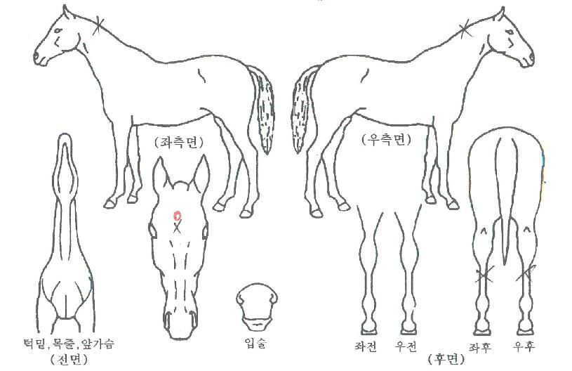 �ػ罺������ ����,���,�޸�,�λ�,�ٸ��� Ư¡����