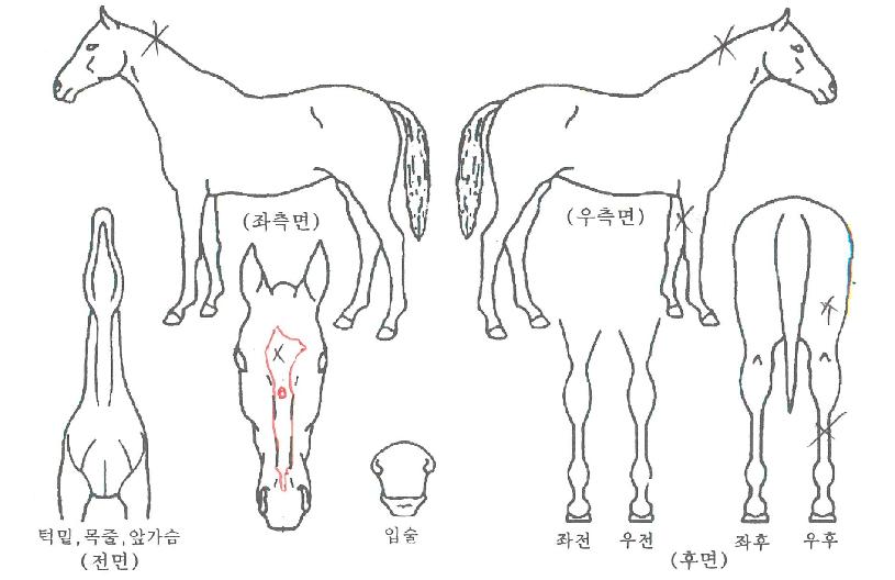 �ػ罺���� ����,���,�޸�,�λ�,�ٸ��� Ư¡����