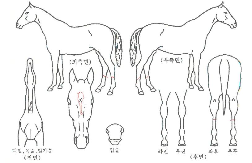 �ͻ꿩���� ����,���,�޸�,�λ�,�ٸ��� Ư¡����