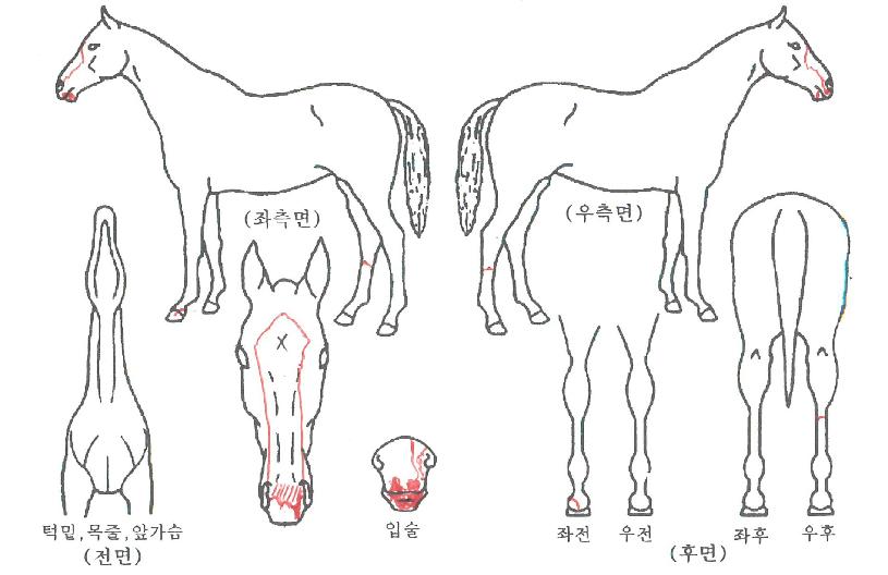 �������־��ڸ��� ����,���,�޸�,�λ�,�ٸ��� Ư¡����