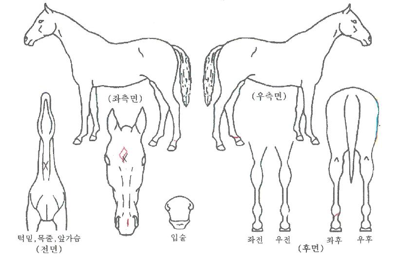 ÅØ»ç½º·çºñÀÇ Ãø¸é,¿ì¸é,µÞ¸é,µÎ»ó,´Ù¸®ÀÇ Æ¯Â¡µµÇØ