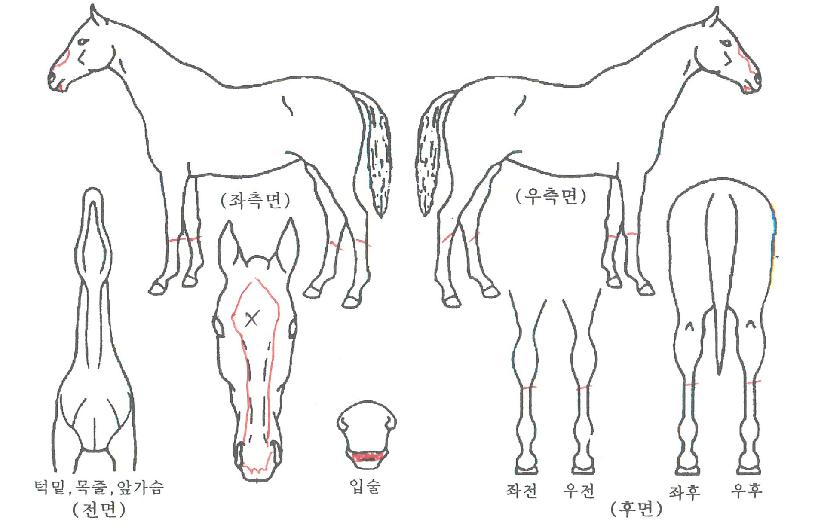 ���п���Ʈ�ڸ��� ����,���,�޸�,�λ�,�ٸ��� Ư¡����