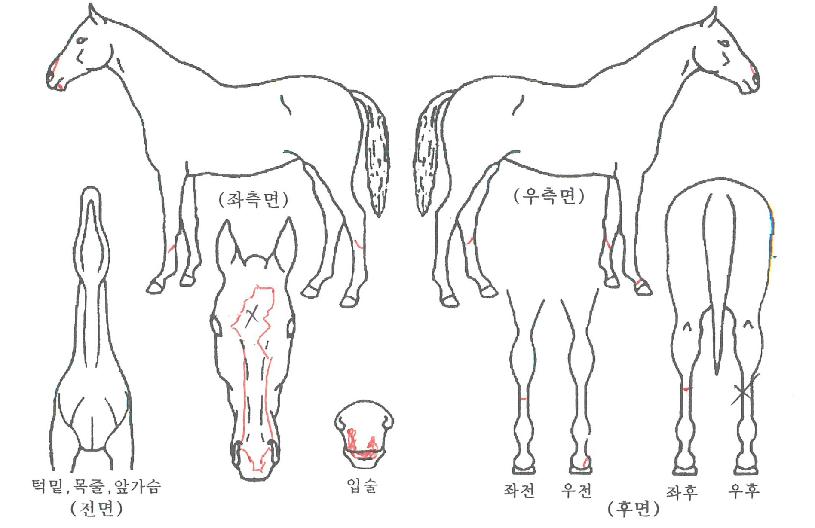 ÅØ»ç½ººêÀÌÀÇ Ãø¸é,¿ì¸é,µÞ¸é,µÎ»ó,´Ù¸®ÀÇ Æ¯Â¡µµÇØ