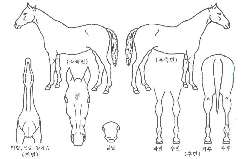 ������Ʈ�޸��ڸ��� ����,���,�޸�,�λ�,�ٸ��� Ư¡����