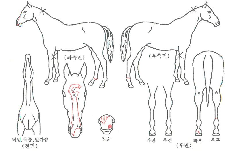 �ְ��ǳ��� ����,���,�޸�,�λ�,�ٸ��� Ư¡����