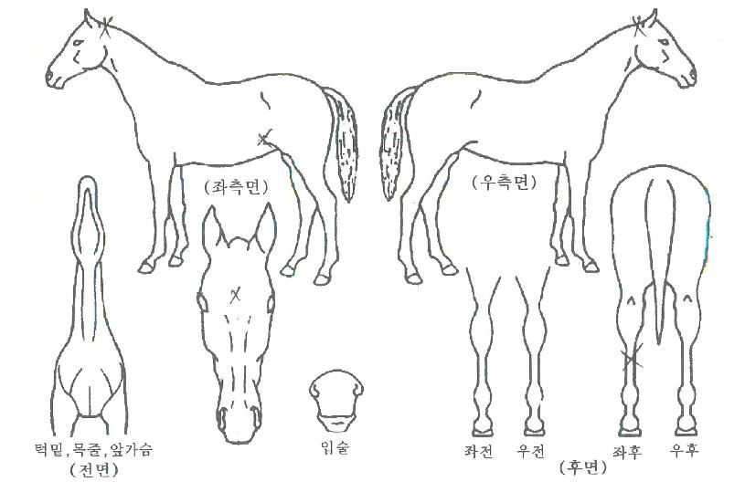 ��Ű��Ű�ڸ��� ����,���,�޸�,�λ�,�ٸ��� Ư¡����