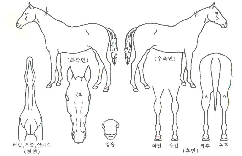 ���̾�ٵ��ڸ��� ����,���,�޸�,�λ�,�ٸ��� Ư¡����