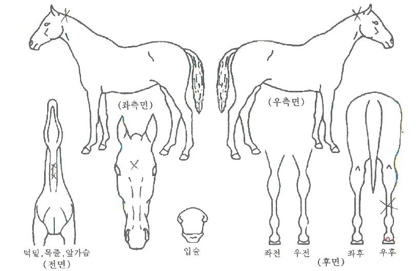 µ¶ÁÖÈñ¸ÁÀÇ Ãø¸é,¿ì¸é,µÞ¸é,µÎ»ó,´Ù¸®ÀÇ Æ¯Â¡µµÇØ