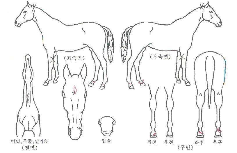 ������� ����,���,�޸�,�λ�,�ٸ��� Ư¡����