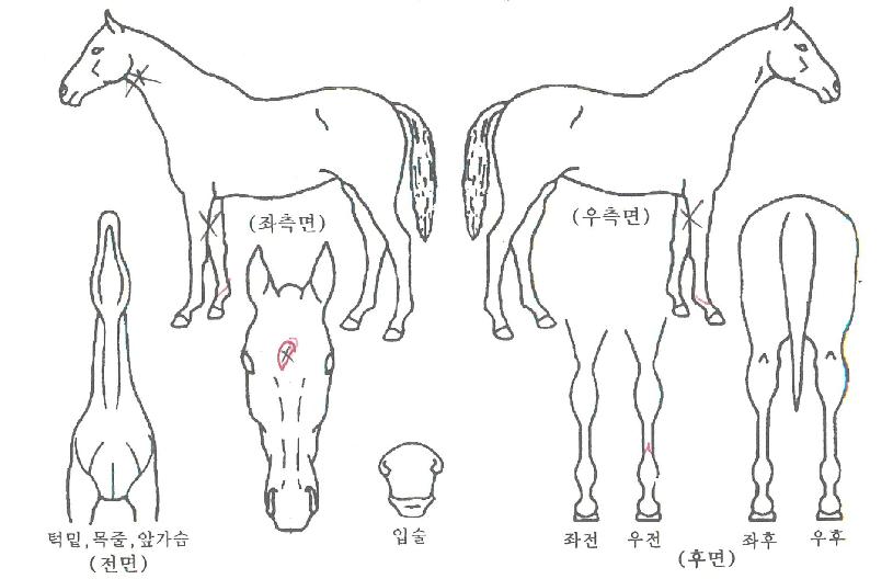 Å·Áî·£µåÀÚ¸¶ÀÇ Ãø¸é,¿ì¸é,µÞ¸é,µÎ»ó,´Ù¸®ÀÇ Æ¯Â¡µµÇØ