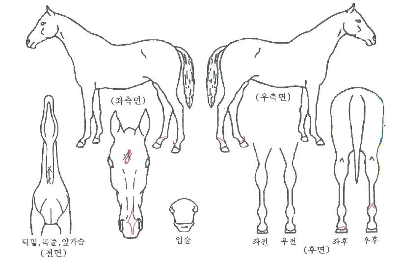 �������¸��� ����,���,�޸�,�λ�,�ٸ��� Ư¡����