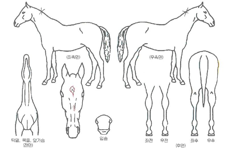 ������Ʈ�� ����,���,�޸�,�λ�,�ٸ��� Ư¡����