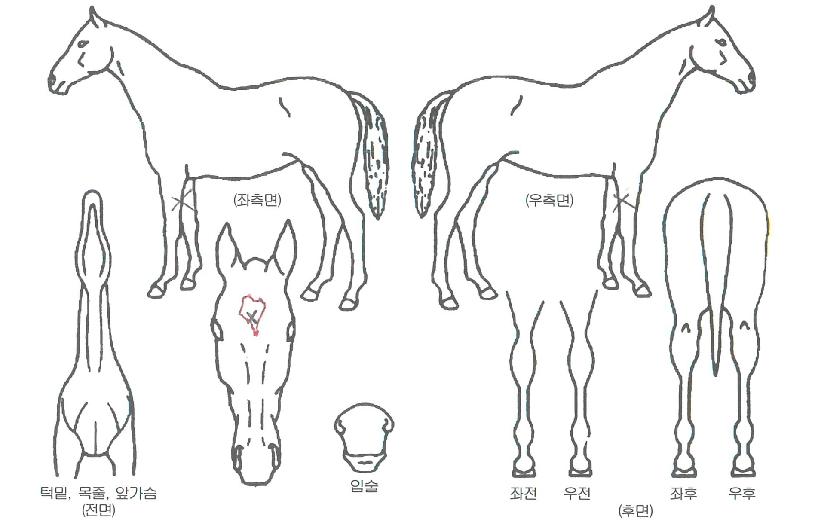 ¿ì¸®µéÀÇ¿µ¿õÀÇ Ãø¸é,¿ì¸é,µÞ¸é,µÎ»ó,´Ù¸®ÀÇ Æ¯Â¡µµÇØ