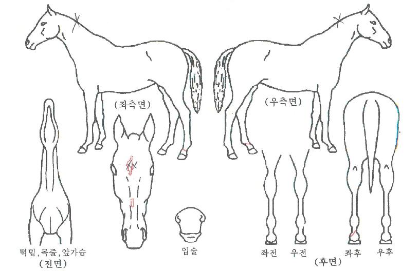 ����ī�� ����,���,�޸�,�λ�,�ٸ��� Ư¡����