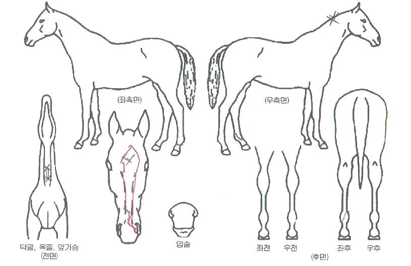 Á¦Æ¼ÀÇ Ãø¸é,¿ì¸é,µÞ¸é,µÎ»ó,´Ù¸®ÀÇ Æ¯Â¡µµÇØ