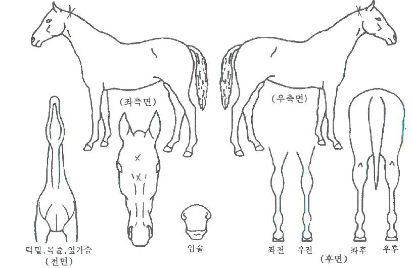 ��ݻ���� ����,���,�޸�,�λ�,�ٸ��� Ư¡����