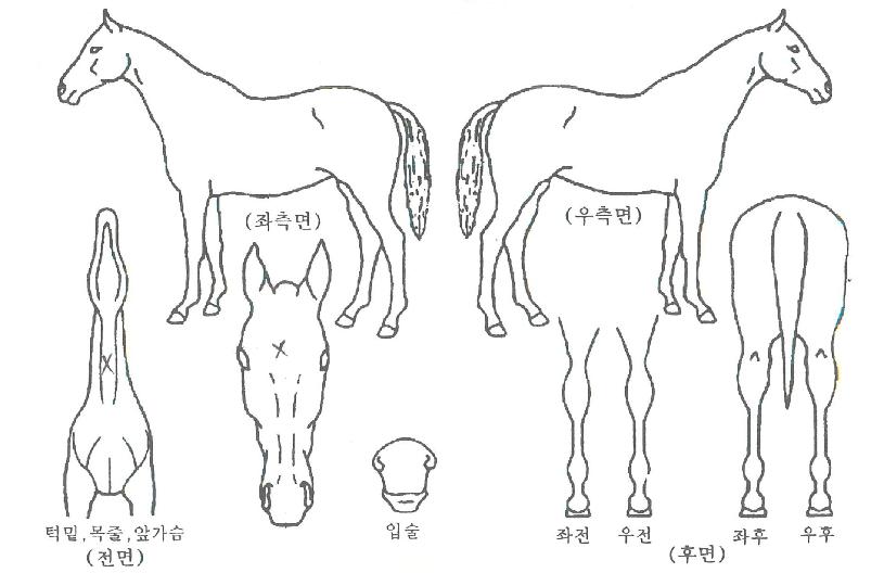 �´����ְ��� ����,���,�޸�,�λ�,�ٸ��� Ư¡����