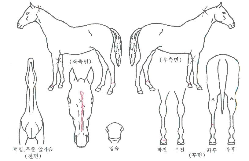 ½ºÆÄŬÀÇ Ãø¸é,¿ì¸é,µÞ¸é,µÎ»ó,´Ù¸®ÀÇ Æ¯Â¡µµÇØ