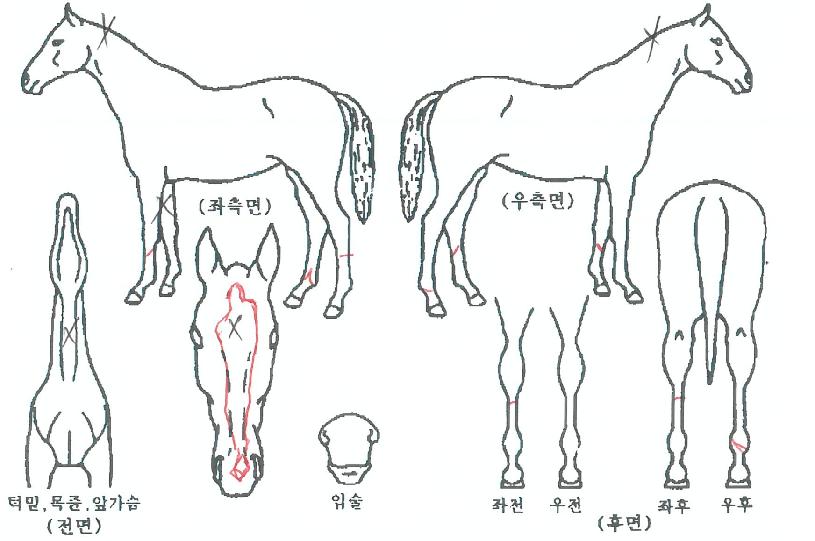 �ǹ������� ����,���,�޸�,�λ�,�ٸ��� Ư¡����