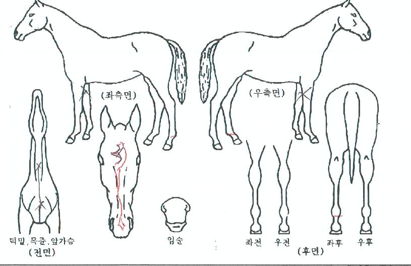 Àçµµ¾àÀǹݼ®ÀÇ Ãø¸é,¿ì¸é,µÞ¸é,µÎ»ó,´Ù¸®ÀÇ Æ¯Â¡µµÇØ