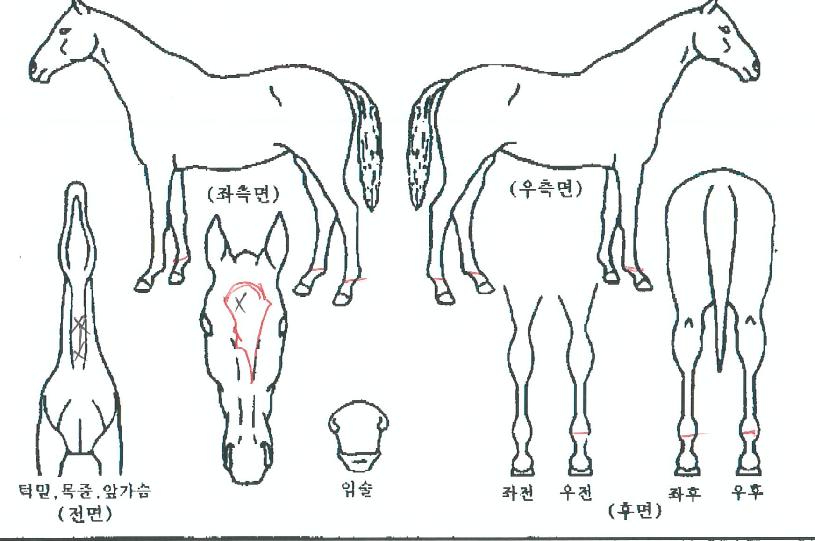 ��ī���ڸ��� ����,���,�޸�,�λ�,�ٸ��� Ư¡����