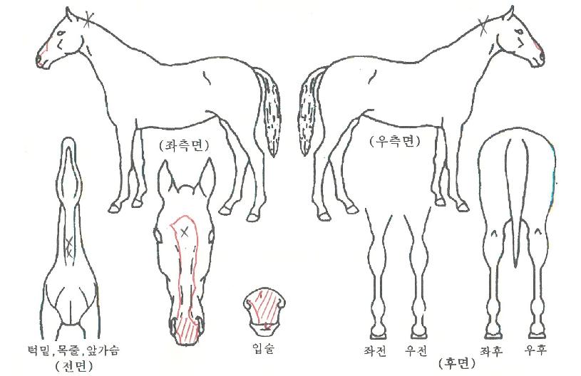 »õ´©¸®ÃÖ°ÀÇ Ãø¸é,¿ì¸é,µÞ¸é,µÎ»ó,´Ù¸®ÀÇ Æ¯Â¡µµÇØ