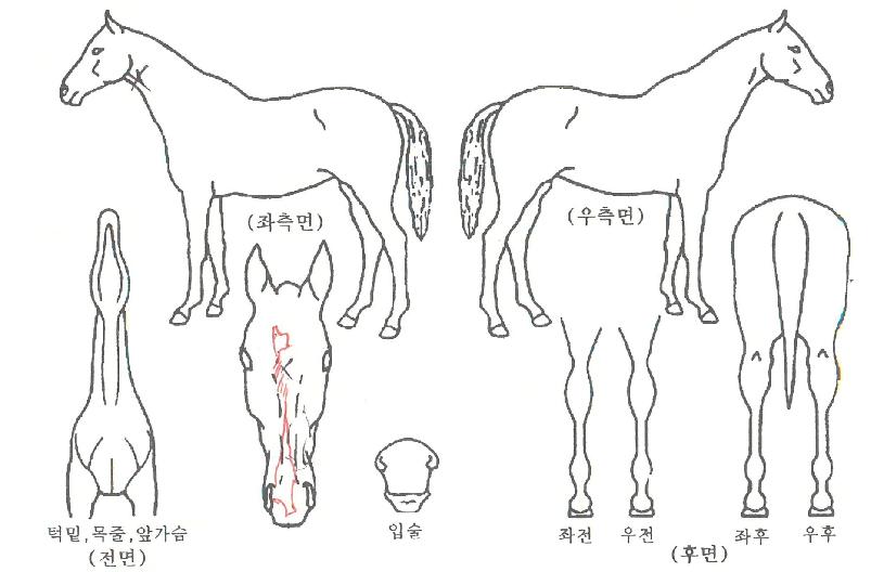 ºòÅ丮·ÎµåÀÇ Ãø¸é,¿ì¸é,µÞ¸é,µÎ»ó,´Ù¸®ÀÇ Æ¯Â¡µµÇØ