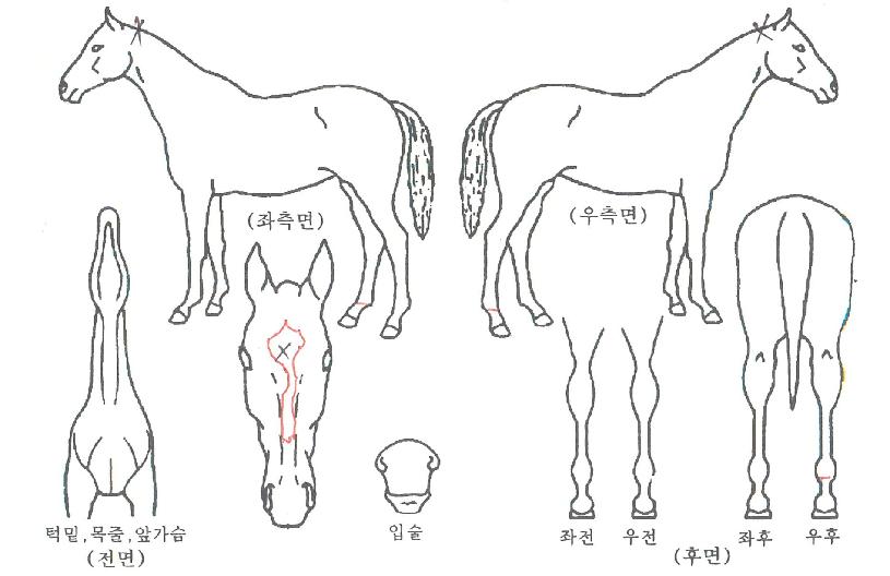 ūī�������� ����,���,�޸�,�λ�,�ٸ��� Ư¡����