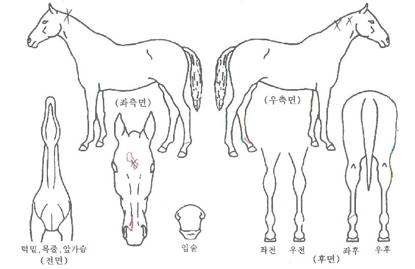 ÀÇõ°ËÀÇ Ãø¸é,¿ì¸é,µÞ¸é,µÎ»ó,´Ù¸®ÀÇ Æ¯Â¡µµÇØ