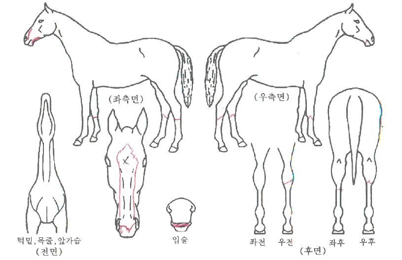 º£Å͹öµåÀÚ¸¶ÀÇ Ãø¸é,¿ì¸é,µÞ¸é,µÎ»ó,´Ù¸®ÀÇ Æ¯Â¡µµÇØ