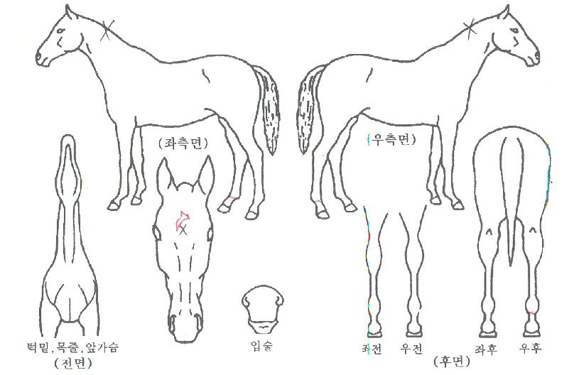 ´õºí¿¡ÀÌÀÇ Ãø¸é,¿ì¸é,µÞ¸é,µÎ»ó,´Ù¸®ÀÇ Æ¯Â¡µµÇØ