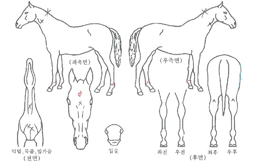 ������Ŀ��� ����,���,�޸�,�λ�,�ٸ��� Ư¡����