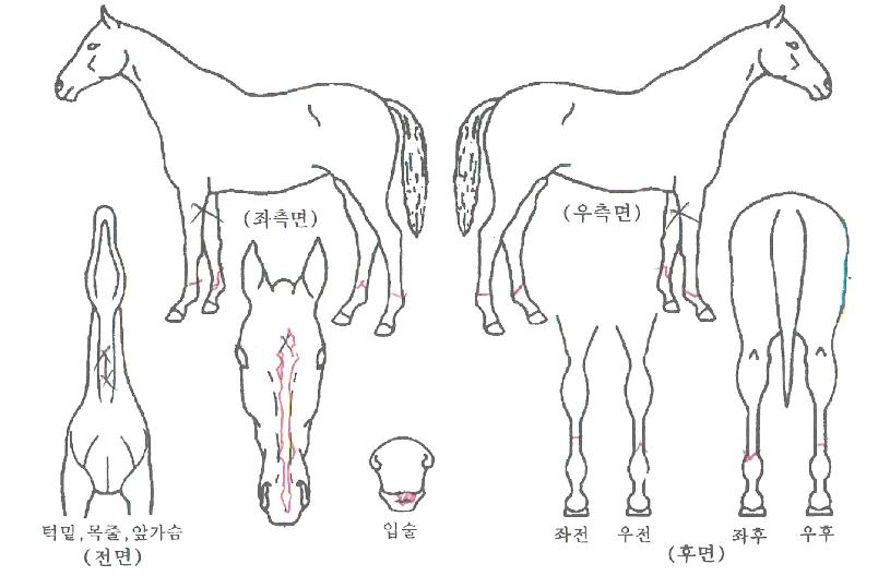½ºÇÁ¸µ½ºÅ¸ÀÇ Ãø¸é,¿ì¸é,µÞ¸é,µÎ»ó,´Ù¸®ÀÇ Æ¯Â¡µµÇØ