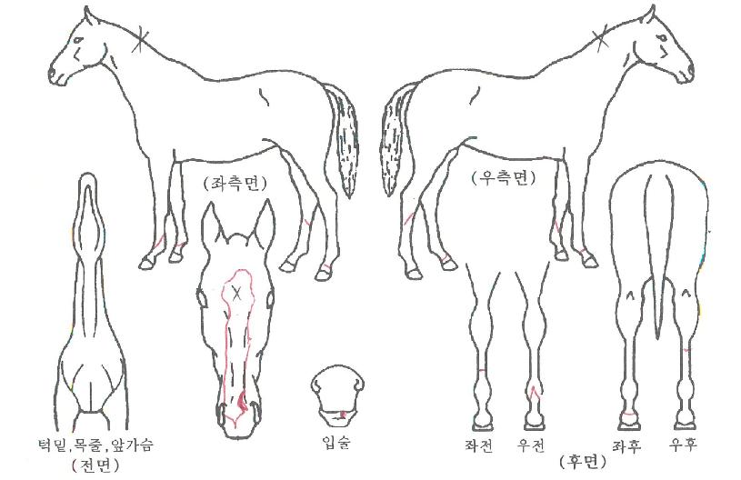 ��û����� ����,���,�޸�,�λ�,�ٸ��� Ư¡����