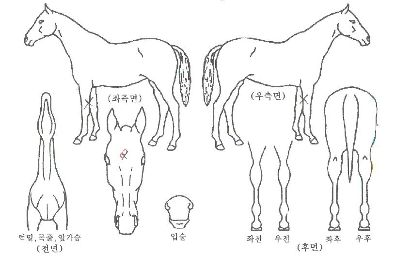 ÈÀÌÆ®¿¡¸®Ä«ÀÇ Ãø¸é,¿ì¸é,µÞ¸é,µÎ»ó,´Ù¸®ÀÇ Æ¯Â¡µµÇØ
