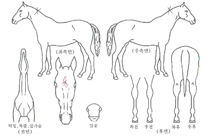 ½ºÆä¼È·ÎÁîÀÇ Ãø¸é,¿ì¸é,µÞ¸é,µÎ»ó,´Ù¸®ÀÇ Æ¯Â¡µµÇØ