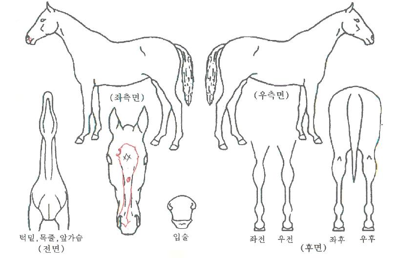 ½ºÄ«ÀÌĵÀÇ Ãø¸é,¿ì¸é,µÞ¸é,µÎ»ó,´Ù¸®ÀÇ Æ¯Â¡µµÇØ