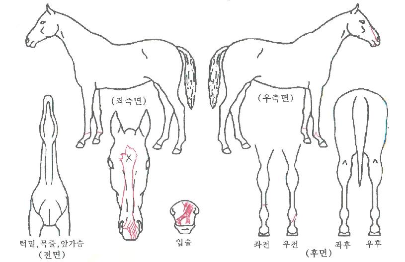 ÆãŰƮ·¹ÀÎÀÇ Ãø¸é,¿ì¸é,µÞ¸é,µÎ»ó,´Ù¸®ÀÇ Æ¯Â¡µµÇØ