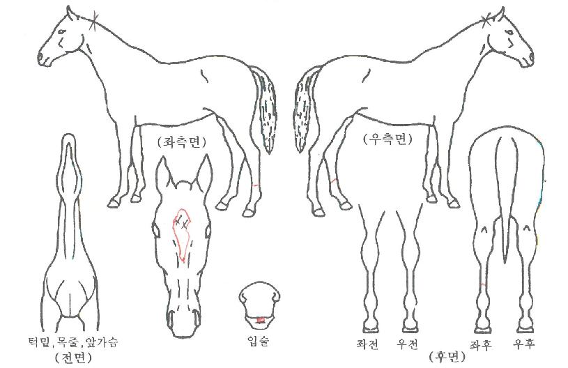 ¹«ÇÑ¿Á¤ÀÇ Ãø¸é,¿ì¸é,µÞ¸é,µÎ»ó,´Ù¸®ÀÇ Æ¯Â¡µµÇØ