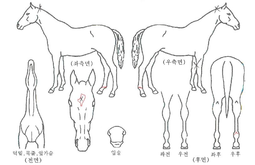 ¿µ½ºÅèÀÇ Ãø¸é,¿ì¸é,µÞ¸é,µÎ»ó,´Ù¸®ÀÇ Æ¯Â¡µµÇØ