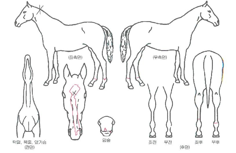�뼺����� ����,���,�޸�,�λ�,�ٸ��� Ư¡����
