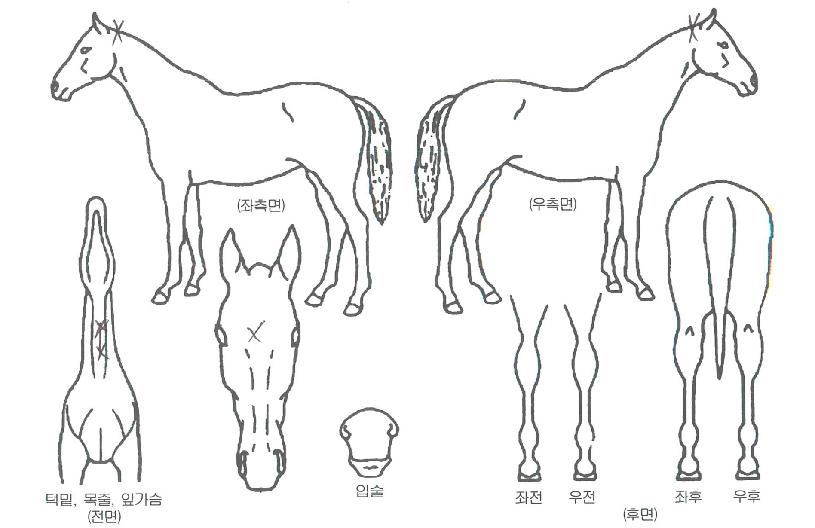 ���ó��� ����,���,�޸�,�λ�,�ٸ��� Ư¡����