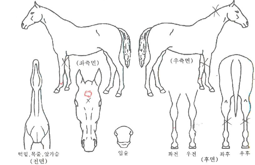 �н�Ʈ������� ����,���,�޸�,�λ�,�ٸ��� Ư¡����