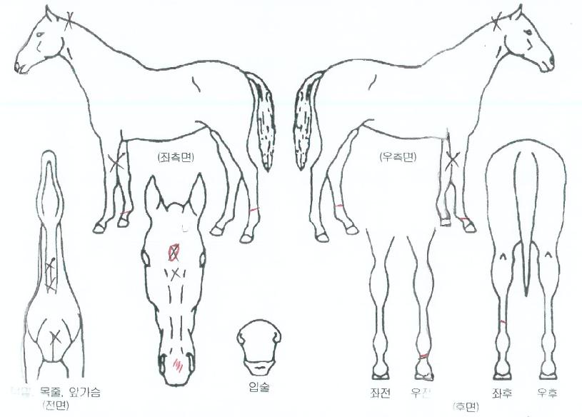 û¿î³ª·¡ÀÇ Ãø¸é,¿ì¸é,µÞ¸é,µÎ»ó,´Ù¸®ÀÇ Æ¯Â¡µµÇØ